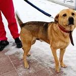 Znaleziono psa, Wałbrzych, 20 stycznia 2026