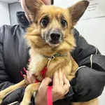 Znaleziono psa, Sosnowiec, 21 stycznia 2026