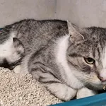 Znaleziono kota, Sosnowiec, 20 stycznia 2026