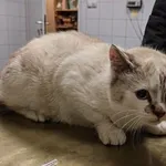 Znaleziono kota, Lublin, 23 stycznia 2026