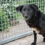 Znaleziono psa, Oborniki, 20 stycznia 2026