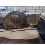 Znaleziono kota, Białystok, 21 stycznia 2026