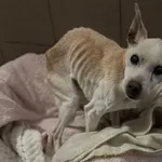 Znaleziono psa, Bydgoszcz, 24 stycznia 2026