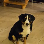 Zaginął pies, Żarki-Letnisko, 26 stycznia 2026