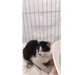 Znaleziono kota, Białystok, 23 stycznia 2026