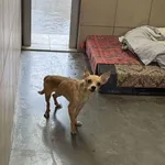 Pies do adopcji, Kraków, 11 stycznia 2026