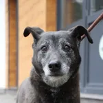 Znaleziono psa, Oborniki, 20 stycznia 2026