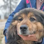 Pies do adopcji, Żywiec, 25 stycznia 2026