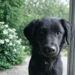 Znaleziono psa, Oborniki, 20 stycznia 2026