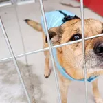 Znaleziono psa, Wałbrzych, 23 stycznia 2026