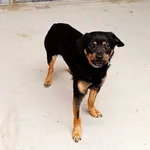 Znaleziono psa, Wałbrzych, 18 stycznia 2026