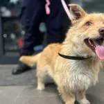 Znaleziono psa, Bydgoszcz, 17 stycznia 2026