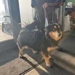 Znaleziono psa, Bydgoszcz, 22 stycznia 2026