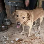 Pies do adopcji, Orzechowce, 23 stycznia 2026