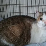 Znaleziono kota, Olsztyn, 25 stycznia 2026