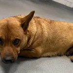 Znaleziono psa, Lublin, 26 stycznia 2026