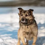 Pies do adopcji, Racławice, 23 stycznia 2026