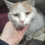 Kot do adopcji, Racławice, 22 stycznia 2026