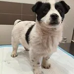 Znaleziono psa, Siedlce, 24 stycznia 2026