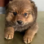 Znaleziono psa, Lublin, 26 stycznia 2026