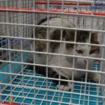 Znaleziono kota, Szczecin, 25 stycznia 2026