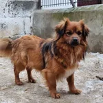 Pies do adopcji, Milanówek, 15 lutego 2026