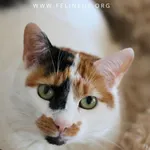 Evelyn - Kolorowa spokojna koteczka szuka domu