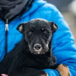 Pies do adopcji, Racławice, 21 stycznia 2026