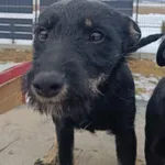 Pies do adopcji, Racławice, 21 stycznia 2026