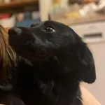 Zaginął pies, Sól, 27 stycznia 2026