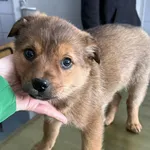 Znaleziono psa, Lublin, 26 stycznia 2026