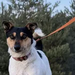 Imię: Nolan Chip: 616093903208735 Płeć : samiec Wiek : styczeń 2023 Wielkość: mały Kastracja/sterylizacja: tak Inne Psy:  Akceptuje towarzystwo suczek i psów Dzieci: W każdym wieku Nolan to radosny, p