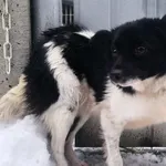 Pies do adopcji, Racławice, 25 stycznia 2026