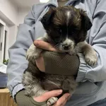 Znaleziono psa, Toruń, 23 stycznia 2026