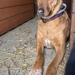 Pies do adopcji, Korabiewice, 27 stycznia 2026