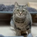 Kot do adopcji, Bydgoszcz, 28 stycznia 2026