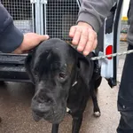 Znaleziono psa, Sosnowiec, 26 stycznia 2026