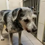 Znaleziono psa, Sosnowiec, 25 stycznia 2026