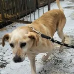 Pies do adopcji, Wolsztyn, 28 stycznia 2026