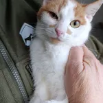 Kot do adopcji, Bełchatów, 19 października 2025