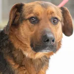 Piesek przywieziony z schroniska w Sobolewie