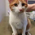 Znaleziono kota, Lublin, 27 stycznia 2026