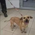 Znaleziono psa, Grudziądz, 29 stycznia 2026