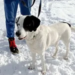 Znaleziono psa, Wałbrzych, 28 stycznia 2026