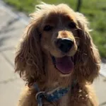 Pies do adopcji, Kraków, 14 stycznia 2026