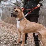 Pies do adopcji, Wrocław, 2 grudnia 2025