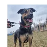 Pies do adopcji, Wrocław, 28 stycznia 2026