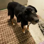 Znaleziono psa, Racławice, 26 stycznia 2026