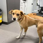 Znaleziono psa, Bydgoszcz, 26 stycznia 2026