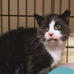 Znaleziono kota, Gdynia, 19 stycznia 2026